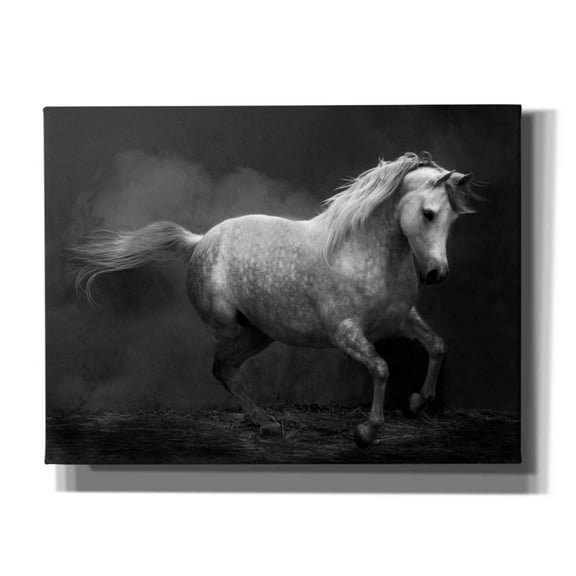 Epic Graffiti 'Morocco barb' by Susan Friedman,, 16"x12"