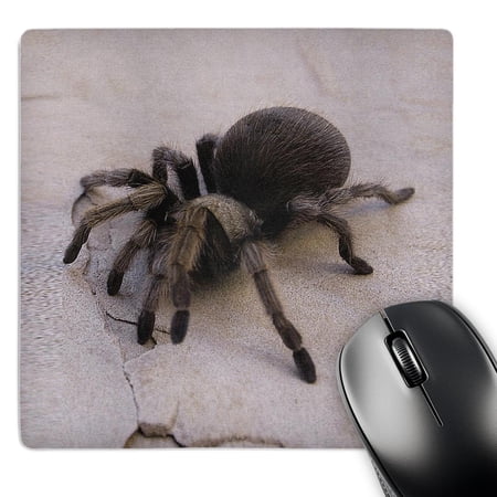3dRose  Desert Blond Tarantula  Aphonopelma chalcodes  MousePad price history on PriceWatchPro
