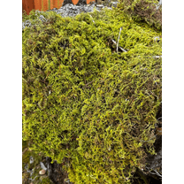 Fresh Sheet Moss  1LB