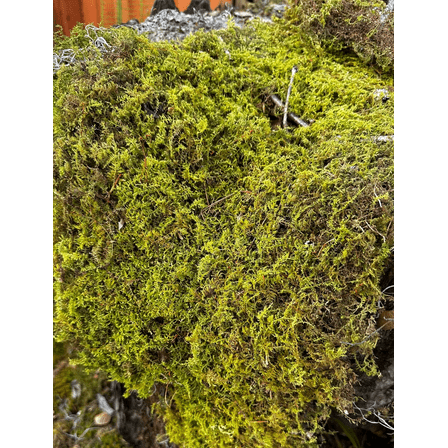 Fresh Sheet Moss  1LB