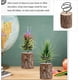 thumbnail image 2 of 5 uds aire piña soporte maceta para plantas interior soporte para planta de aire macetas para plantas de interior decoración de escritorio moderna planta de aire, 2 of 4