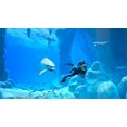 thumbnail image 2 of Endless Ocean Luminous, 2 of 3