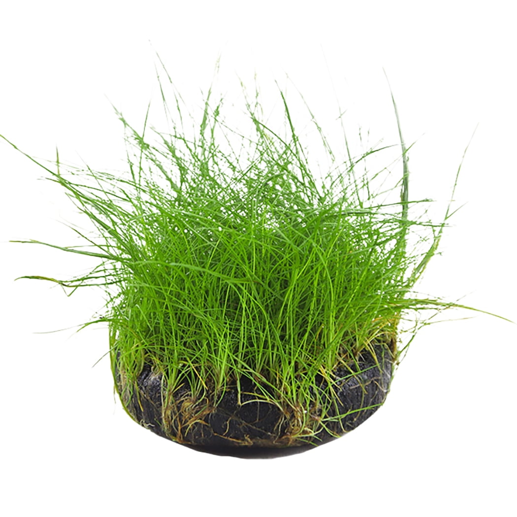 Aquarium Grass Decorative Small Natural Fish Tank Plant Aquatic Water Grass