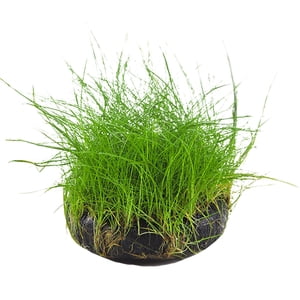 Aquarium Grass Decorative Small Natural Fish Tank Plant Aquatic Water Grass