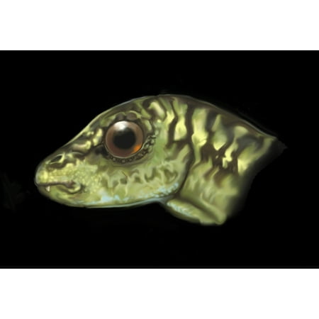 - Jeholosaurus portrait Jeholosaurus is a tiny primitive ornithopod known only from two skulls found in China Poster Print