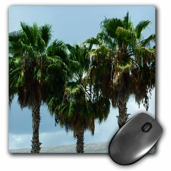 3dRose, 3 Sabal Palms, MousePad