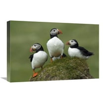 16 x 24 in. Atlantic Puffin Group, Faroe Islands Art Print - Rinie Van Meurs