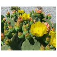 Creation Cultivated Live "Spineless Prickly Pear Cactus" Opuntia