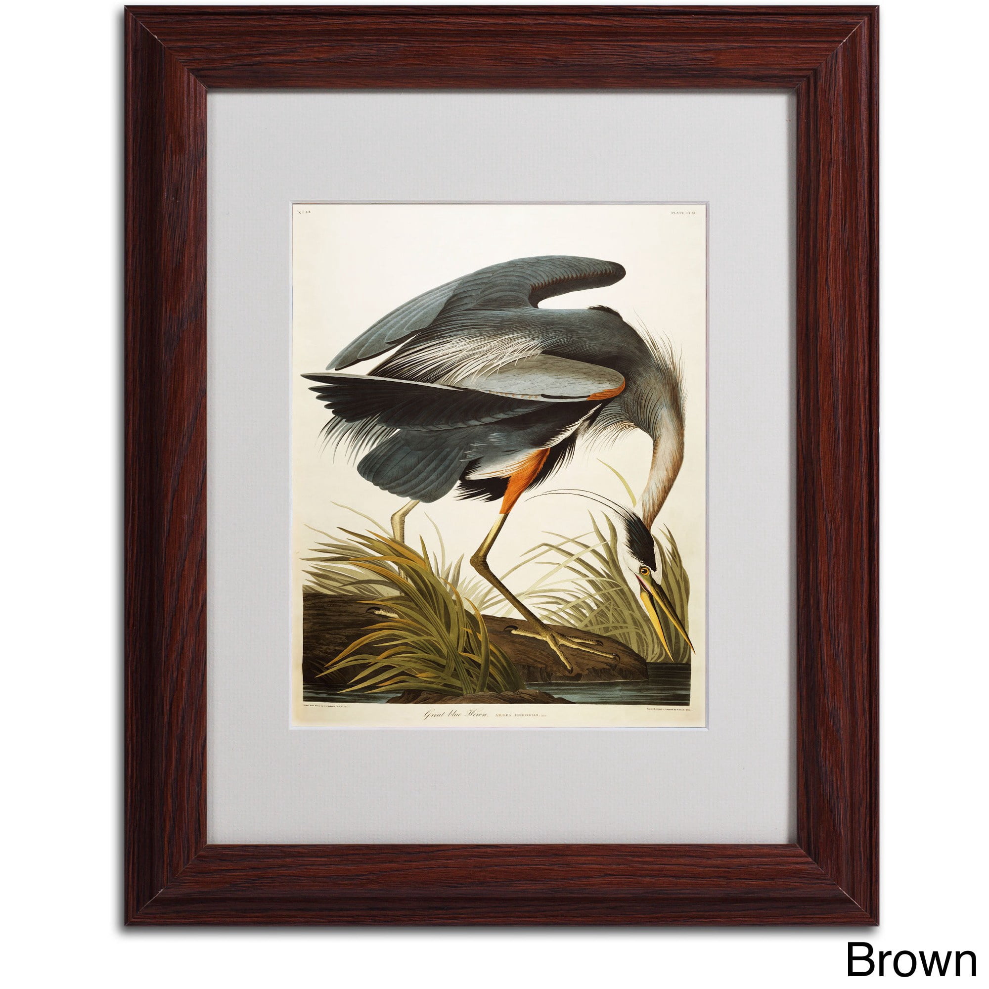 Trademark Fine Art "Great Blue Heron" Canvas Art by John James Audubon, Black Frame