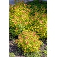 thumbnail image 2 of 2 Gallon Goldflame Spirea Shrub, 2 of 6