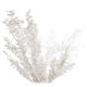 thumbnail image 1 of 45cm Dried Preserved Ruscus Flowers - Forever Green DIY Decor for Home & Floral Arrangements, 1 of 5