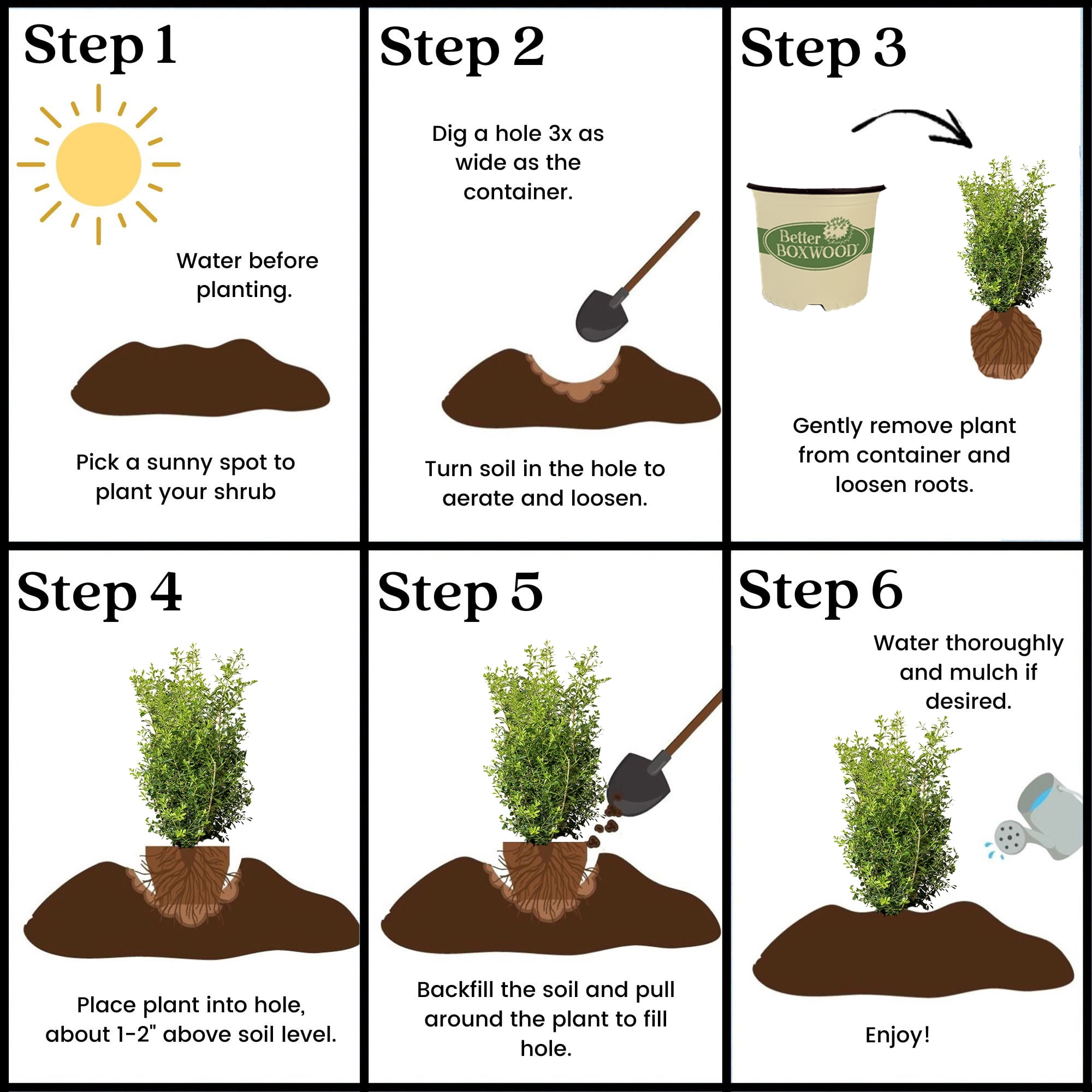 Better Boxwood Skylight Live Shrub (2 Gallon)