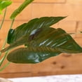 thumbnail image 4 of ELITE FLORAL 20" Artificial Anthurium Spray with Greens, 4 of 5