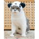 thumbnail image 5 of Paquete de 2 divertidos disfraces de mascotas para gatos y perros pequeños, disfraz de gato, sombrero, tocado, Cosplay, 5 of 5