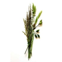 Grass Notebook (Paperback)