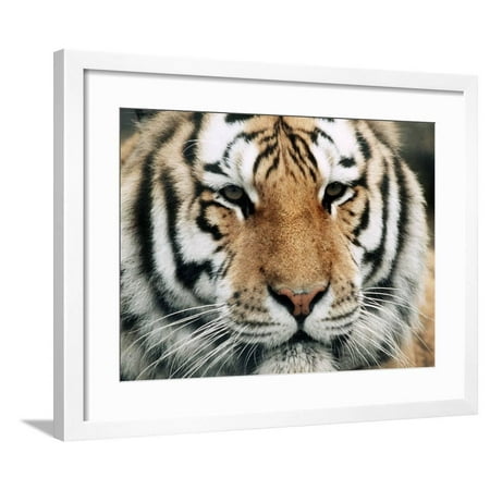 - Siberian Tiger at London Zoo, March 1984 Framed Print Wall Art