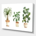 thumbnail image 3 of Designart ' Trio of House Plants Ficus Ponytail and Palm ' Traditional Canvas Wall Art Print, 3 of 4