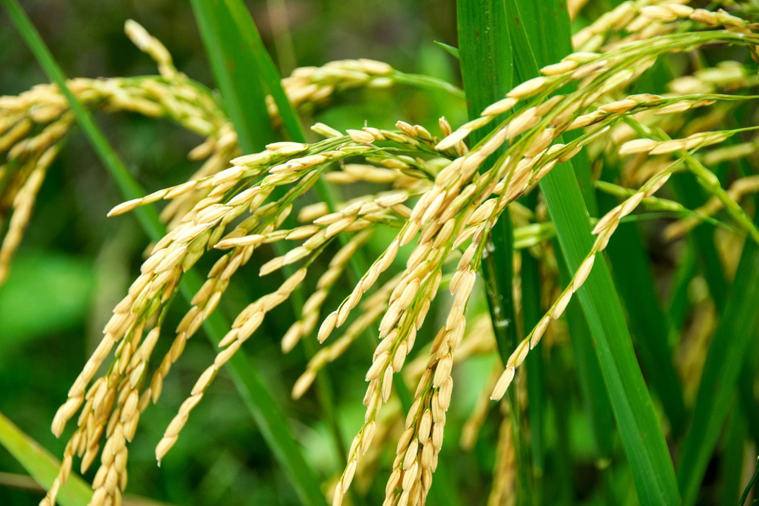 Organic Long Grain White Rice, 5 Pounds — Non-GMO, Kosher, Vegan, Raw - by Food to Live