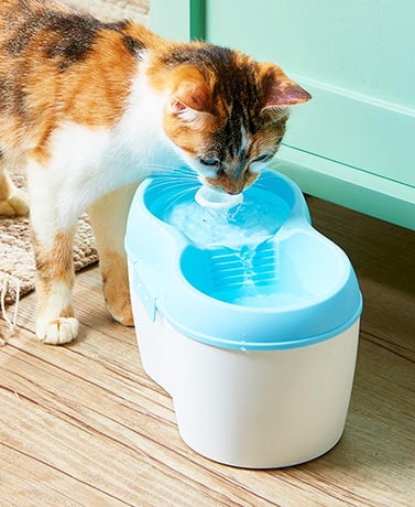 cat water fountain walmart
