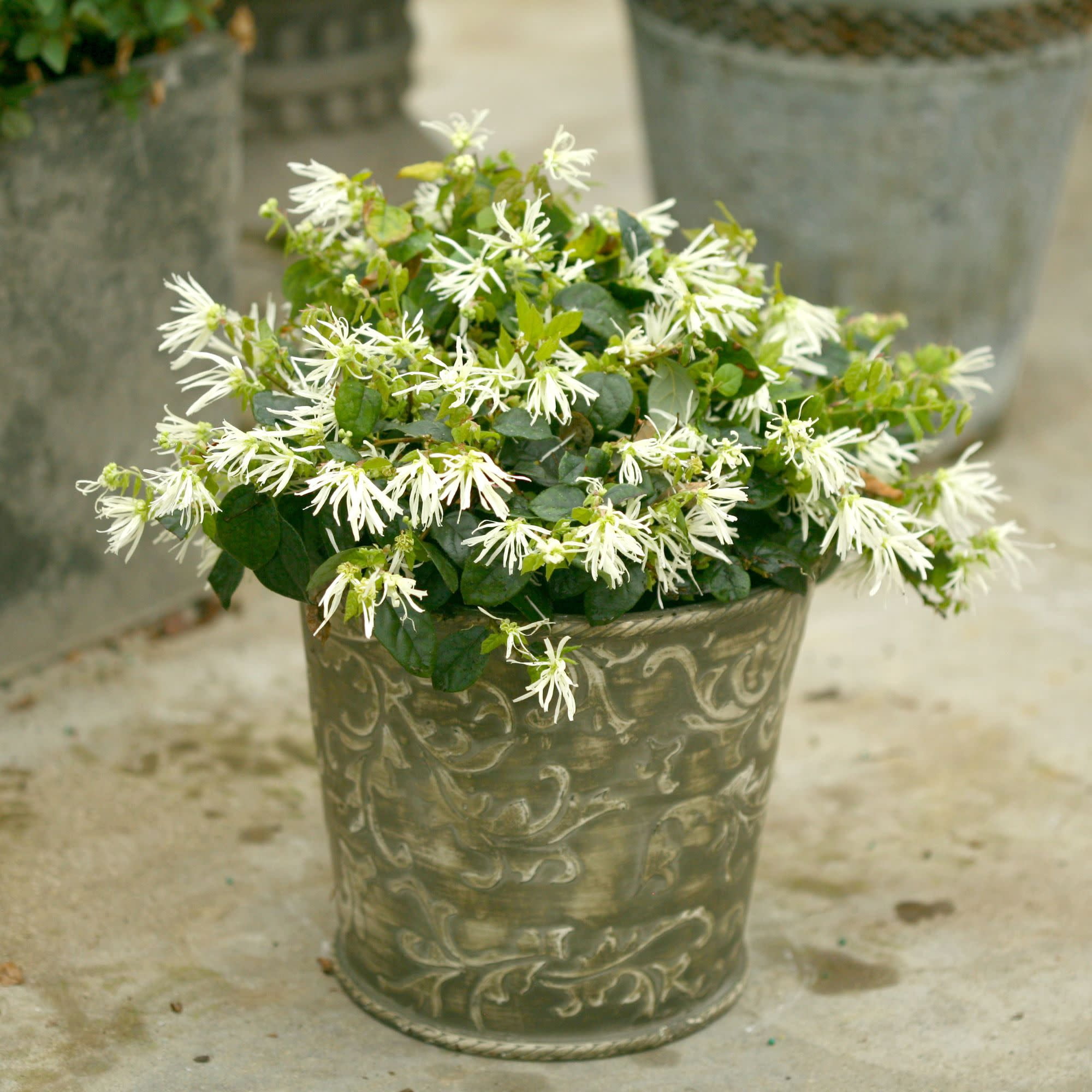 Proven Winners ColorChoice 5" Jazz Hands White Chinese Fringe-Flower Live Plant in 4.5" Pot (4 Count)