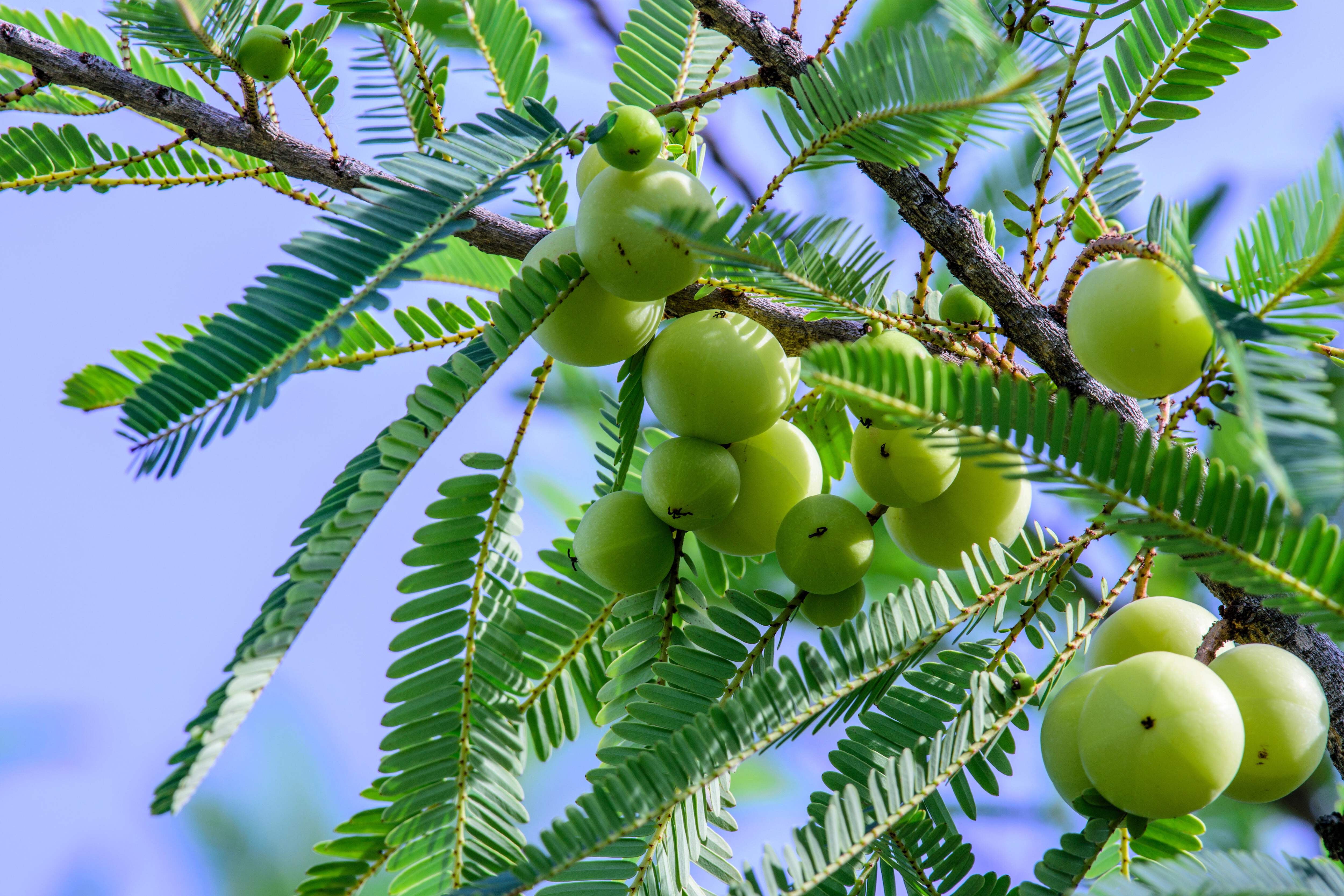 10 INDIAN GOOSEBERRY Phyllanthus Emblica Emblic Edible Fruit Tree Seeds