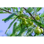 10 INDIAN GOOSEBERRY Phyllanthus Emblica Emblic Edible Fruit Tree Seeds