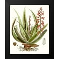 thumbnail image 2 of Unknown 15x18 Black Modern Framed Museum Art Print Titled - Antique Aloe I, 2 of 5