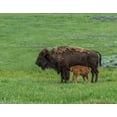thumbnail image 2 of Galloimages Online 14x12 Black Ornate Wood Framed with Double Matting Museum Art Print Titled - Baby Bison Nursing, 2 of 4