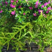Proflora Preserved Forest Moss, True Green, 320 CU in