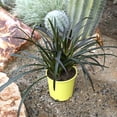 thumbnail image 6 of Altman Plants Crinum 'Menehune' | Red Bog Lily | Perennial & Houseplant | 4qt. Grow Pot; Full Sun, 6 of 9