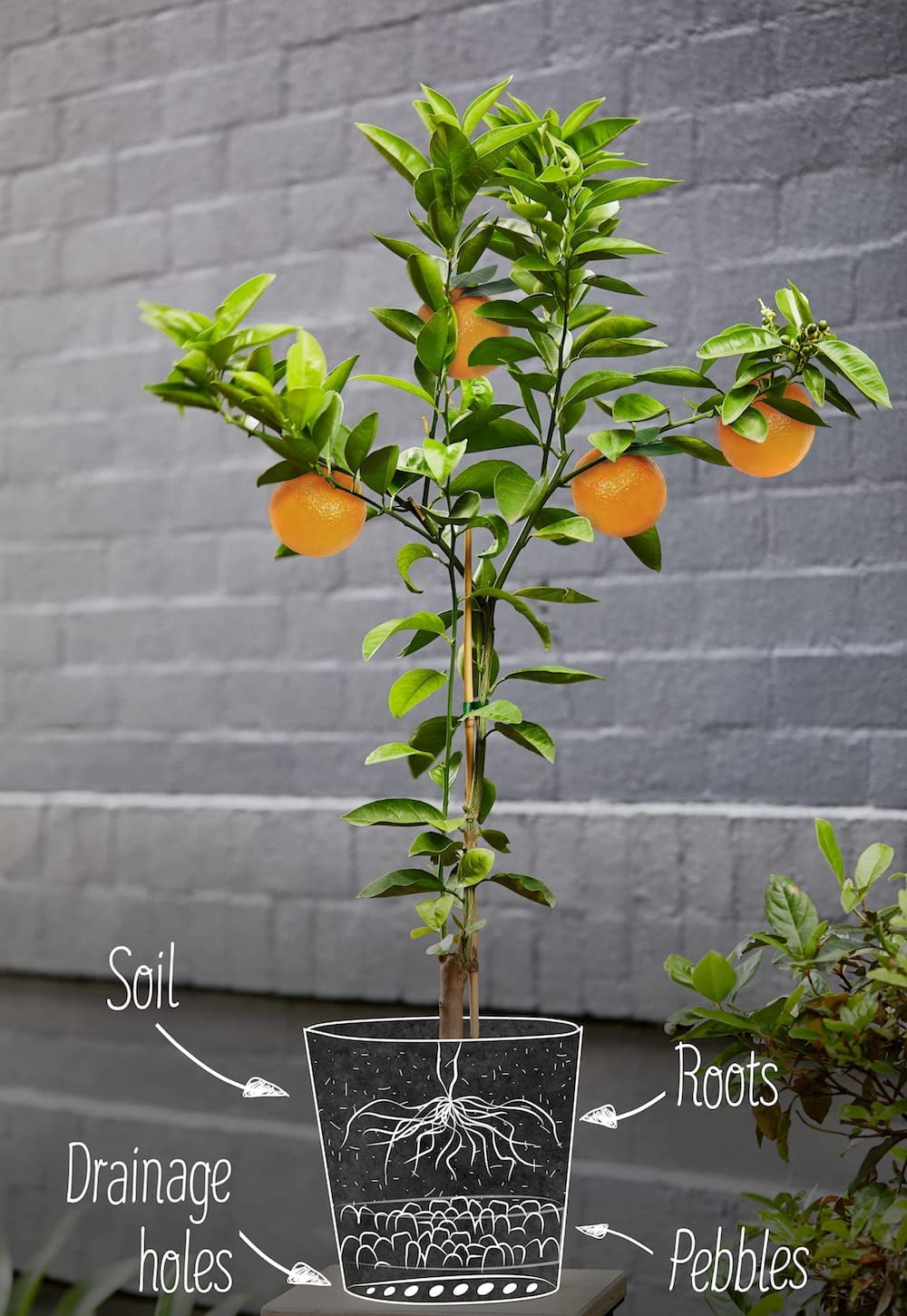 GARDENERA Citrus Tree Potting Soil Mix, Special Blend for Indoor Oranges, Lemons, Limes and More - (5 Quart Bag)