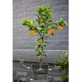 thumbnail image 6 of GARDENERA Citrus Tree Potting Soil Mix, Special Blend for Indoor Oranges, Lemons, Limes and More - (4 Quart Bag), 6 of 6