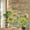 Brown, variant on Sunflower Window Privacy Film Rainbow Static Cling Stain Glass Window Film for Glass Door, Decorative Sunroof Decal Sticker for Car Home 17.7"x39.3" Summer Eucalyptus Botanical Floral Farmhouse