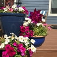 thumbnail image 4 of In the Breeze 2713 — Pink Mylar Pinwheels - Sparkly Pink Spinners - Great Party Favor or Decoration - 8 Piece Bags, 4 of 5