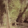 thumbnail image 2 of Greene, Taylor 15x15 White Modern Wood Framed Museum Art Print Titled - Tree Silhouette, 2 of 4