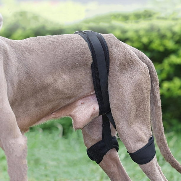 Soporte de Cadera para Perros para Patas Traseras Cómodo Soporte para La Articulación de La Cadera Correa Auxiliar Rodillera para Perros Banda de Asis M