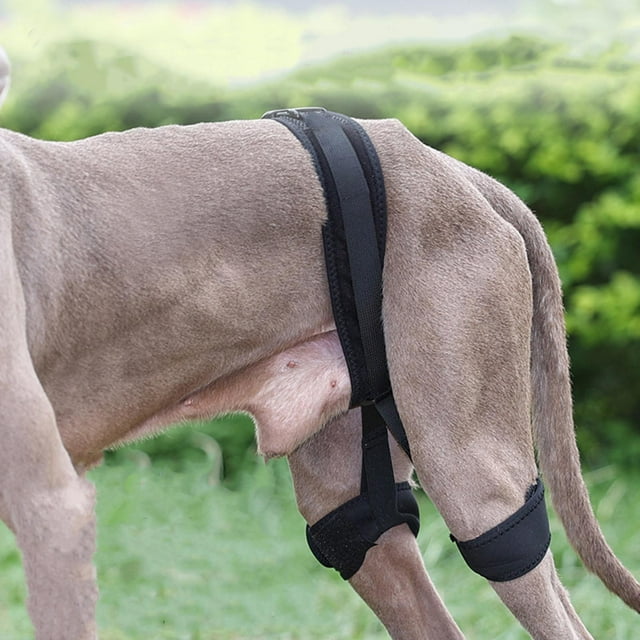 Soporte de cadera para perro, correa auxiliar para personas mayores, discapacitadas, lesiones en las articulaciones, ayuda canina para perros, cómodo M Salvador Dali Soporte para la articulación de la cadera