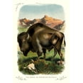 thumbnail image 2 of Unknown 18x24 White Modern Wood Framed Museum Art Print Titled - The Bison, or American Buffalo, 1900, 2 of 4
