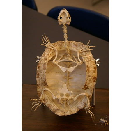 - Canvas Print Animal Skeleton Turtle Fossil Reptile Close-up Stretched Canvas 10 x 14