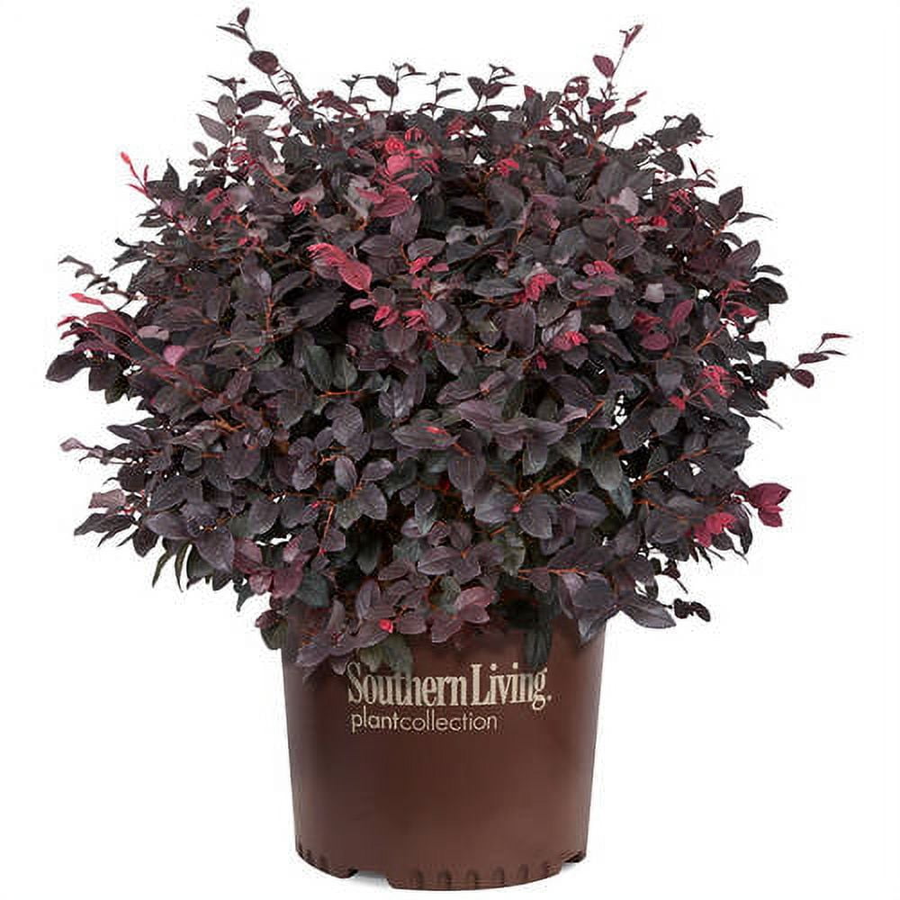 Southern Living Red Diamond Loropetalum Live Shrub in 3-Gallon Grower Pot