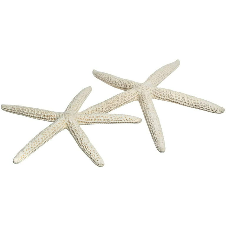 Juvale White Finger Starfish for Nautical Decor (4 to 6 in, 12 Pack)