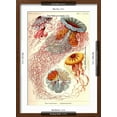 thumbnail image 5 of Art.com Jelly Fish Art Print by Ernst Haeckel, Brown Frame Wall Art, 17" x 23", 5 of 5
