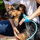 thumbnail image 1 of Cepillo de baño para perros - Pulverizador y plumero en uno - Suministros de baño para perros para interiores y exteriores - Aseo de mascotas para perros o gatos de pelo largo y corto - Limpieza de perros con manguera y accesorio de ducha Rojo Verde, 1 of 5