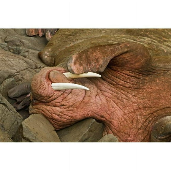Close Up of A Pacific Walrus Odobenus Rosmarus Male Hauled Out on A Rocky Poster Print - 38 x 24 in. - Large