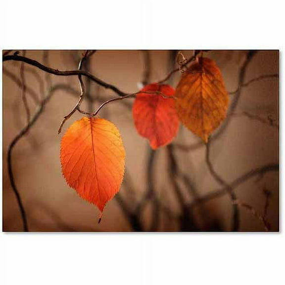 Trademark Fine Art "Leaves after Leaves" Canvas Art by Philippe Sainte-Laudy