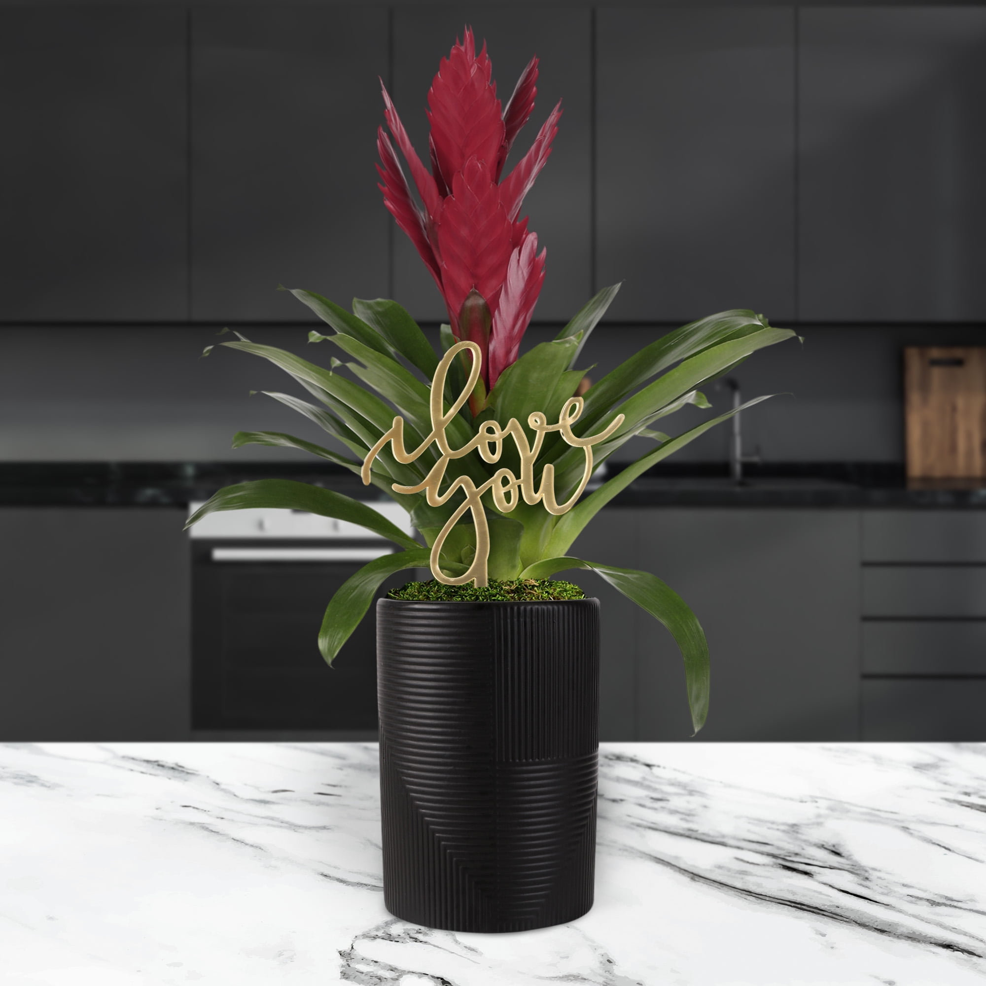 5” Dark Purple Bromeliad in Rockefeller Black Planter – Love You Collection