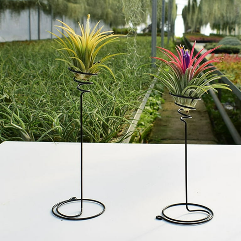 Air Plant Display 