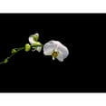 thumbnail image 3 of Stalowy, John 24x19 Black Modern Framed Museum Art Print Titled - Cattileya Orchid, 3 of 5