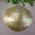thumbnail image 6 of Polished Yellow Pearl Shell 9 to 11CM Glossy Mother of Pearl Conch Shell Display Prop Natural Decor Photography Ornament, 6 of 8