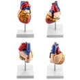 thumbnail image 3 of Modelo de corazón humano QWORK, anatómicamente preciso, tamaño natural, 3 of 9